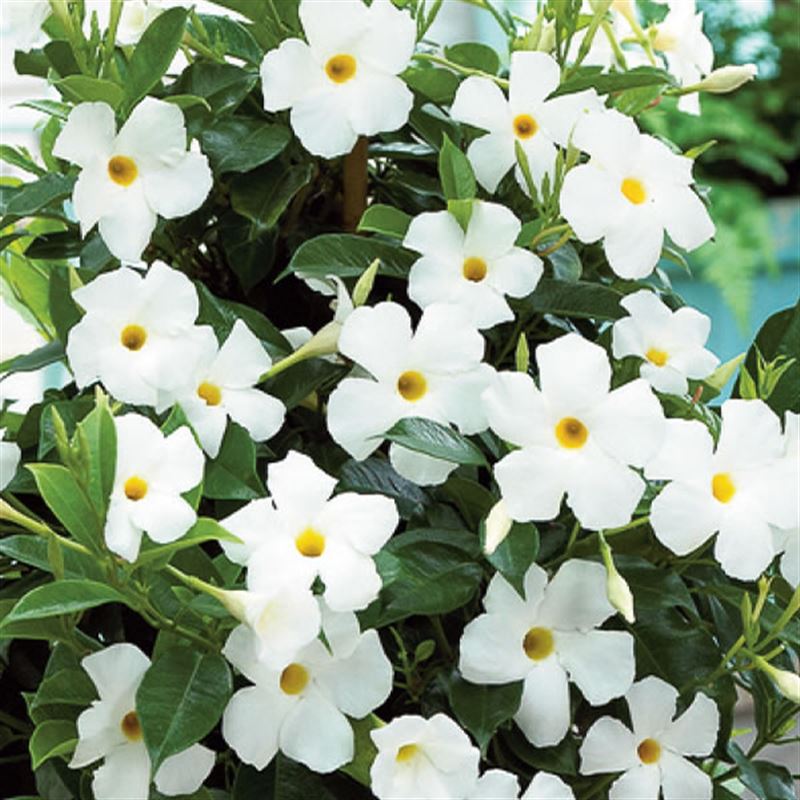 Sundevilla white®